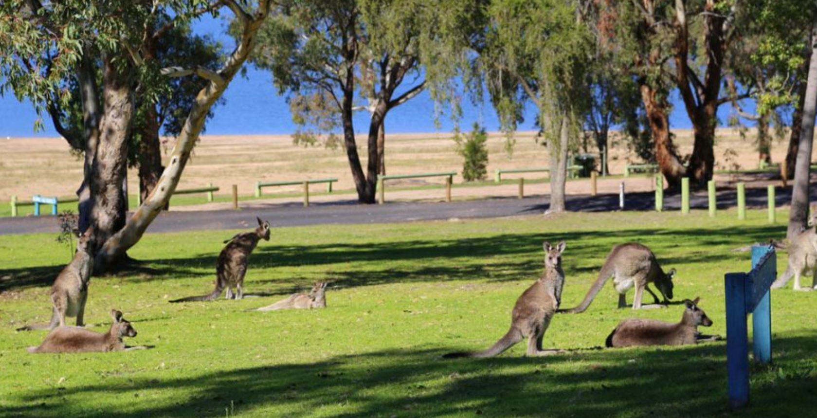 Kangaroos-on-grass